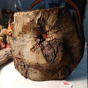 Unique Very Cool Wood Tree Slice Slab Art Taxidermy Rustic Accent 10x 11